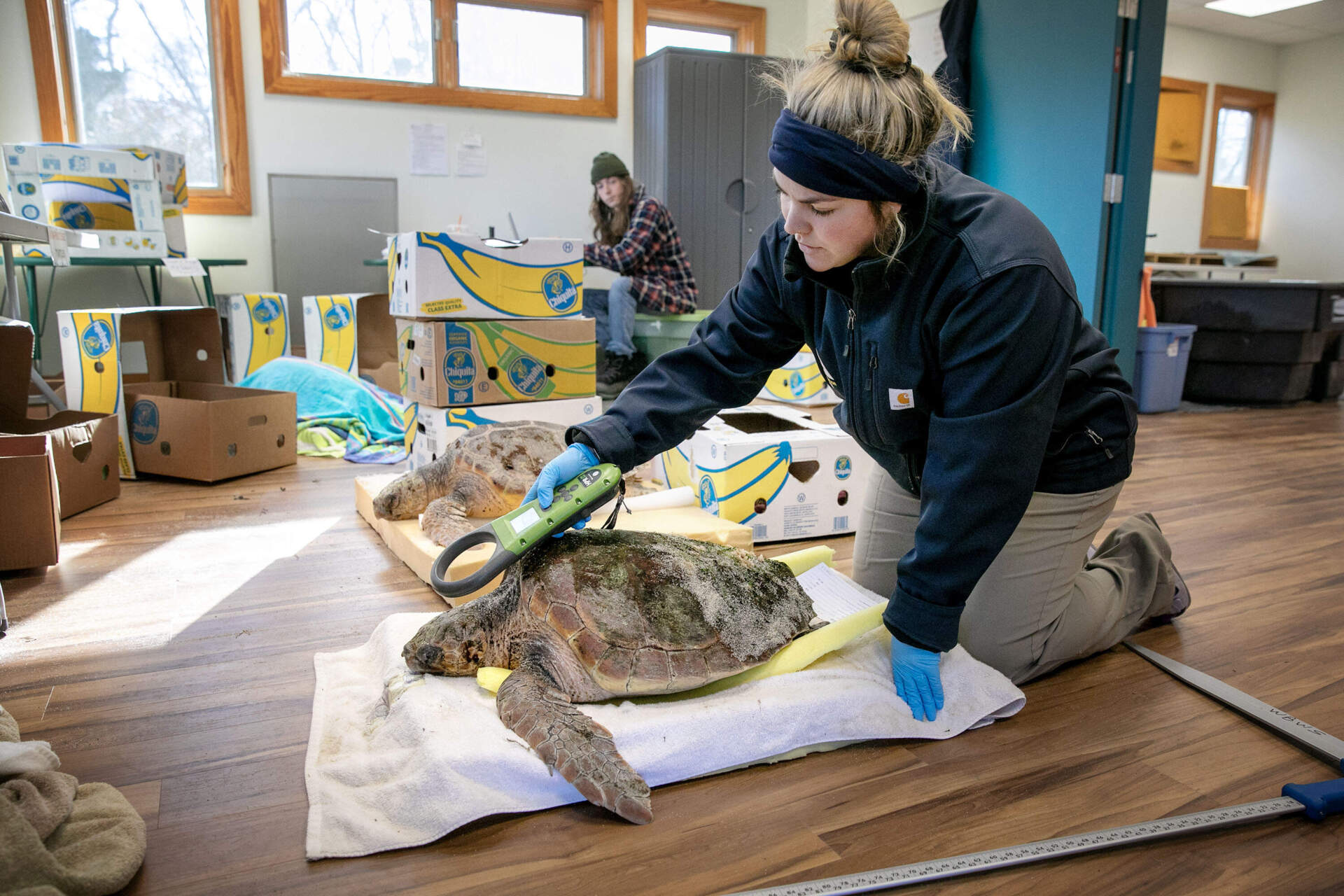 Mass Audubon Volunteer Coordinator Michaela Wellman checks a loggerhead turtle for PIT (Passive Integrated Transponder) tags. (Robin Lubbock/WBUR)