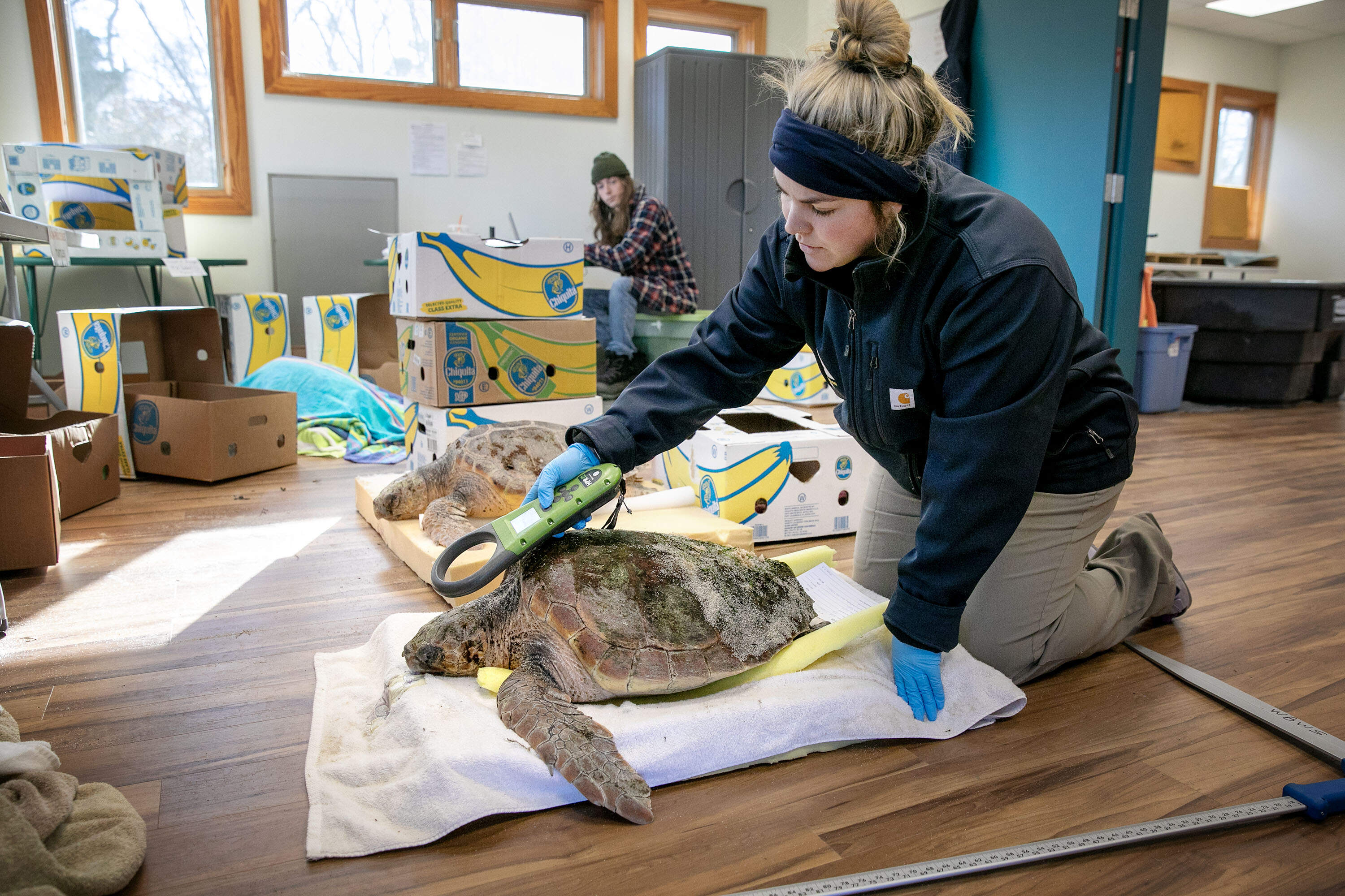 Mass Audubon Volunteer Coordinator Michaela Wellman checks a loggerhead turtle for PIT (Passive Integrated Transponder) tags. (Robin Lubbock/WBUR)
