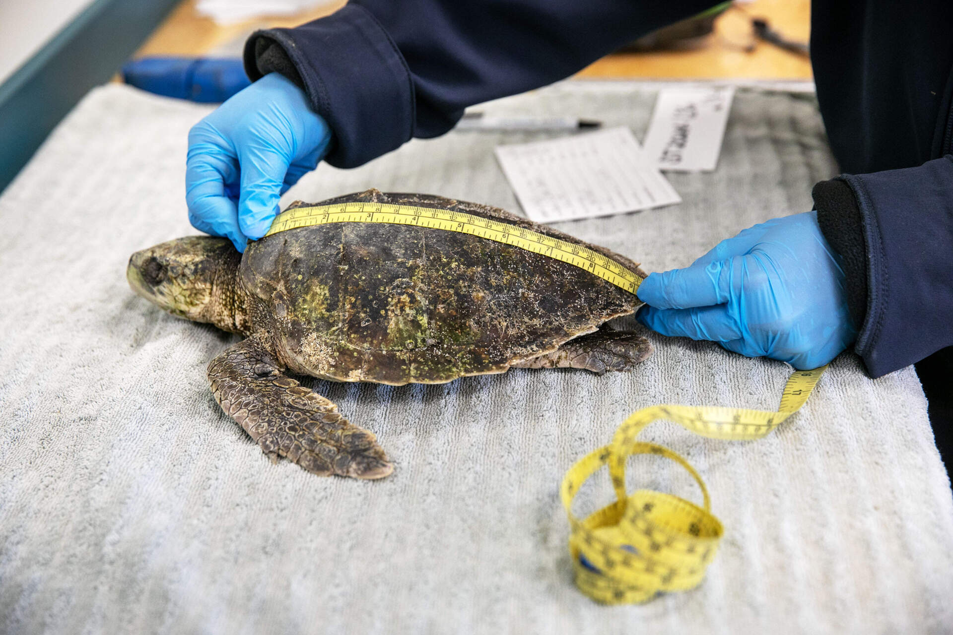 After being rescued, a cold-stunned Kemp’s ridley turtle has its shell measured during processing. (Robin Lubbock/WBUR)