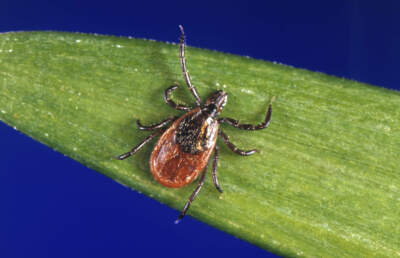 Shrews, not mice, emerge as main driver of Lyme disease on Martha's Vineyard