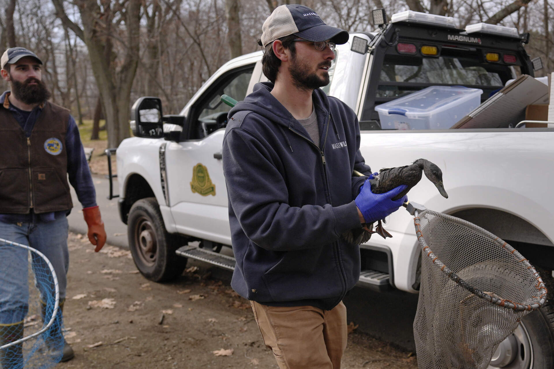 Josh Gahagan, a technician with the Massachusetts Division of Fisheries and Wildlife, carries an oil covered duck he captured near the Muddy River. (Charles Krupa/AP)