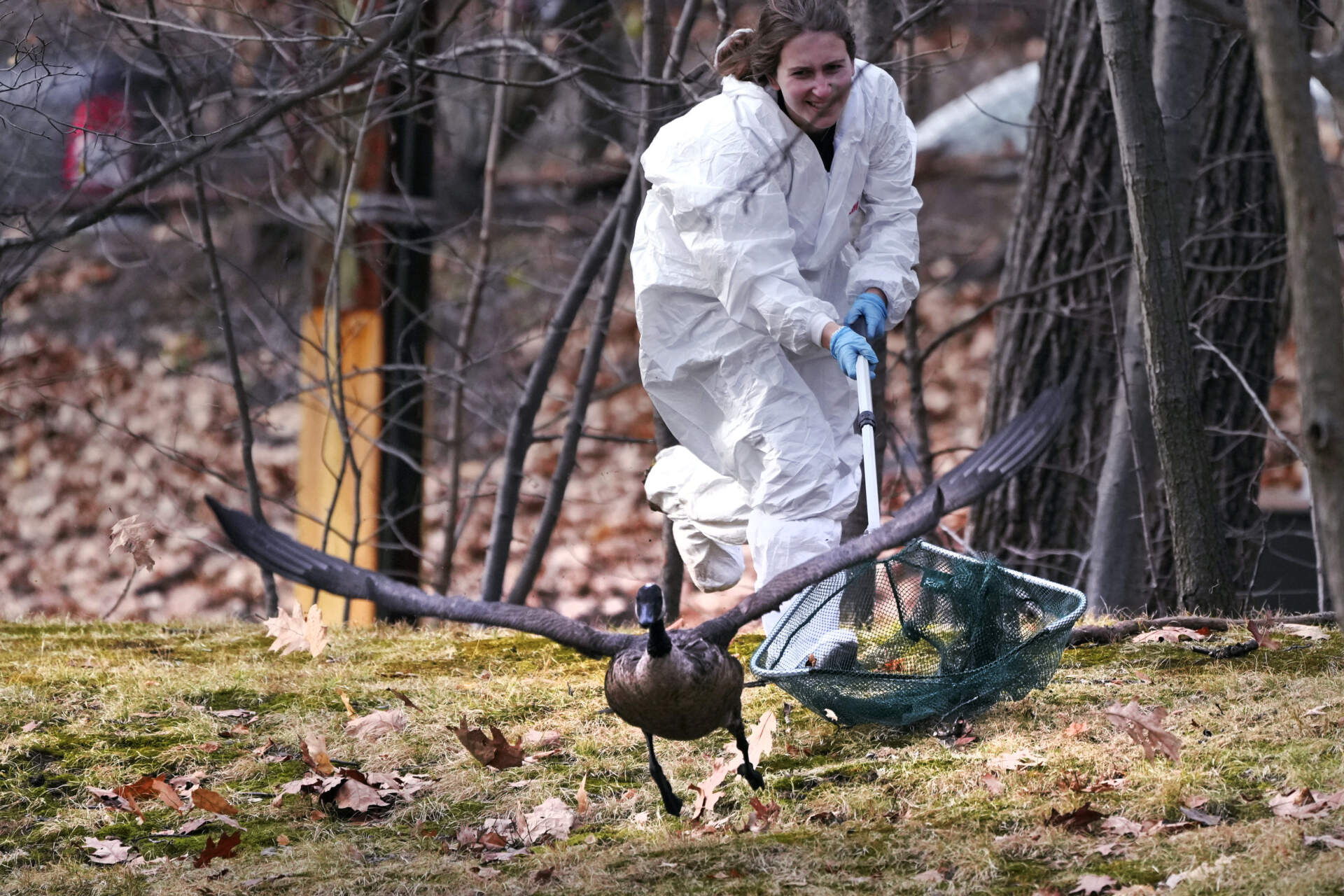 Katie Handler, veterinary technician with the New England Wildlife Center, reaches to try to capture an oil-covered goose along the Muddy River, on Monday in Brookline, as wildlife rescuers tended to dozens of birds that were soaked in oil after an apparent spill. (Charles Krupa/AP)