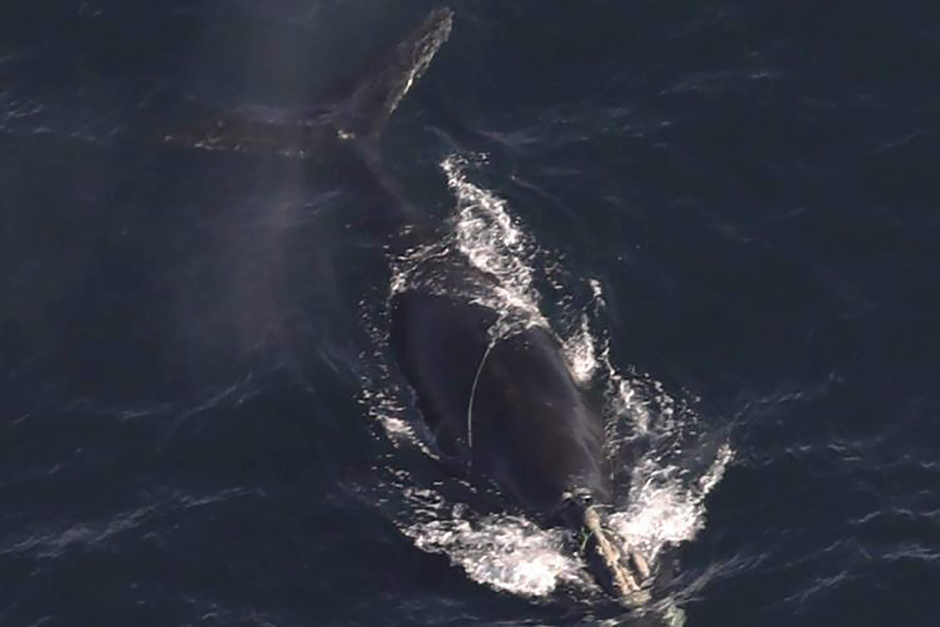 This photo provided by NOAA Fisheries shows a North Atlantic right whale documented with line wrapped around the head and the body on Dec, 9, 2024. (NOAA Fisheries via AP)
