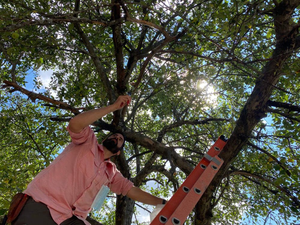 Horticulturist Sean Halloran taking cuttings from the apple tree. (Courtesy TSKP X ikd and Cambridge Arts Council)