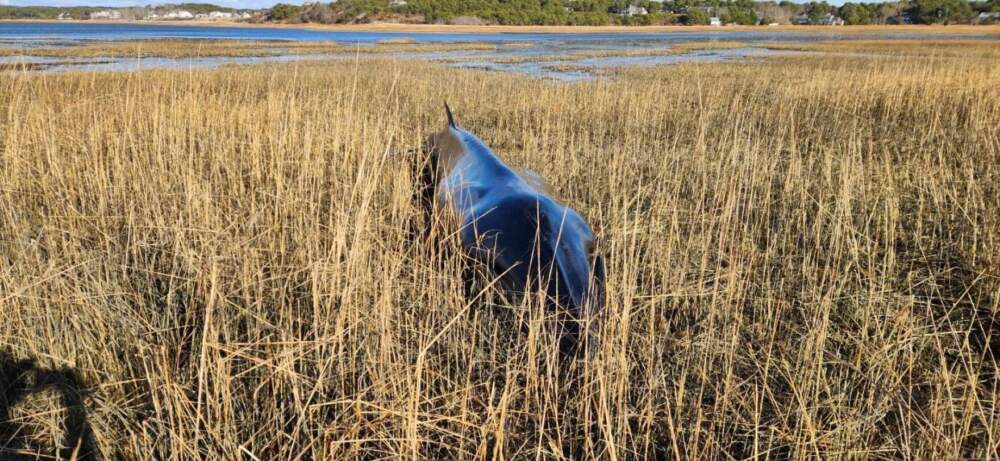 A minke whale washed up in Wellfleet last week. (Courtesy image via CAI)