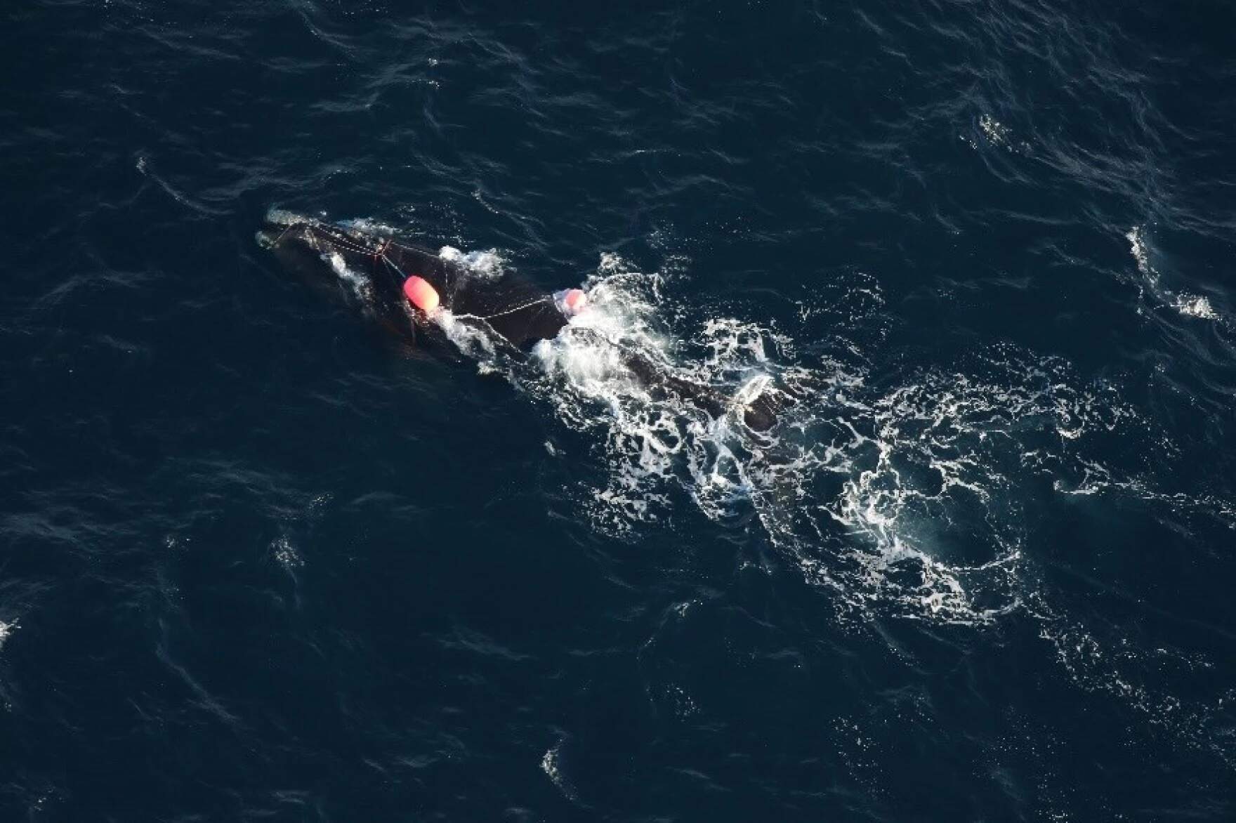 An aerial survey team spotted North Atlantic right whale Catalog #5132 entangled in fishing gear off the coast of North Carolina on Dec. 16, 2024. Federal officials say the young male, who has several lines crossing over and wrapping his head and mouth, is likely to die from his injuries. (Clearwater Marine Aquarium Research Institute, taken under NOAA Fisheries Permit #26919)