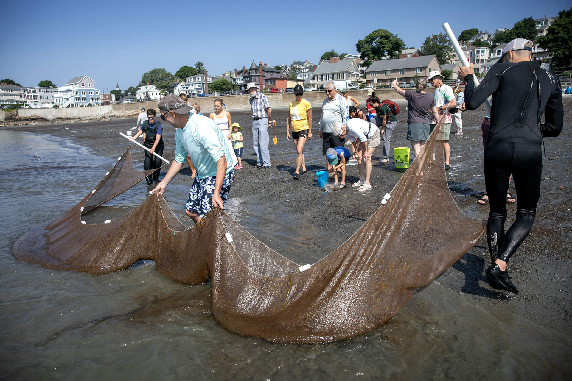 Marine biologist Phil Colarusso and his crew pull a net ashore during a community event in Swampscott. (Robin Lubbock/WBUR)