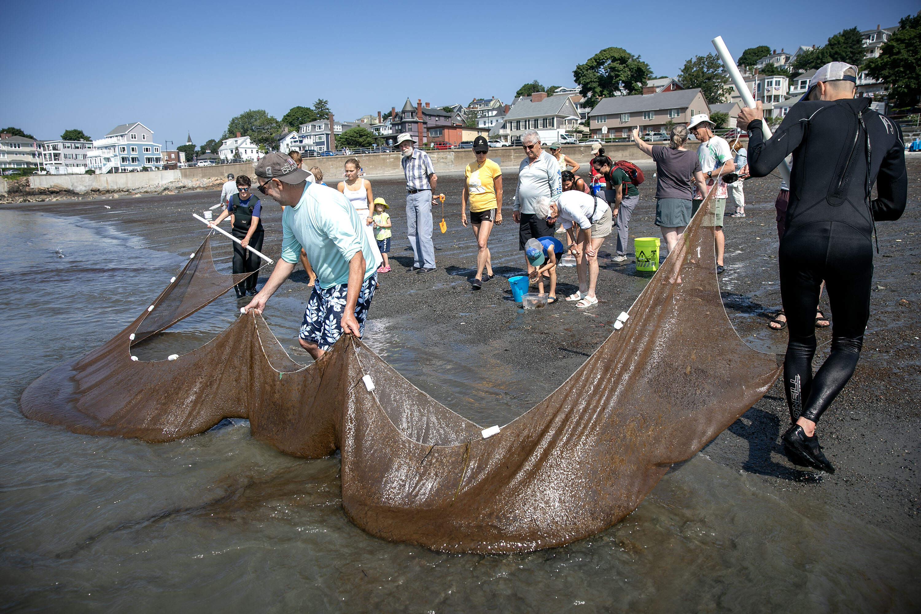 Marine biologist Phil Colarusso and his crew pull a net ashore during a community event in Swampscott. (Robin Lubbock/WBUR)