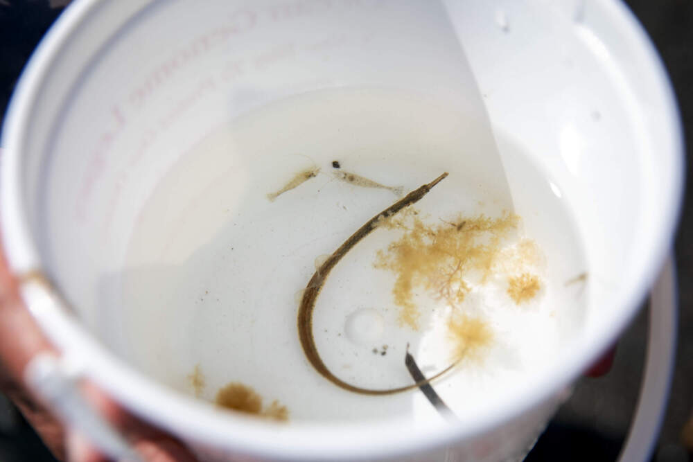 A volunteer holds a bucket containing a pipefish and other creatures found in the eelgrass off the coast of Swampscott. (Robin Lubbock/WBUR)