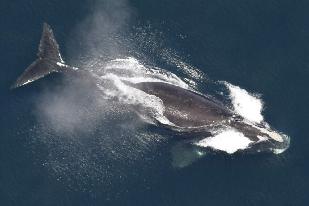 This image provided by NOAA, shows a North Atlantic right whale in the waters off New England. (NOAA via AP)
