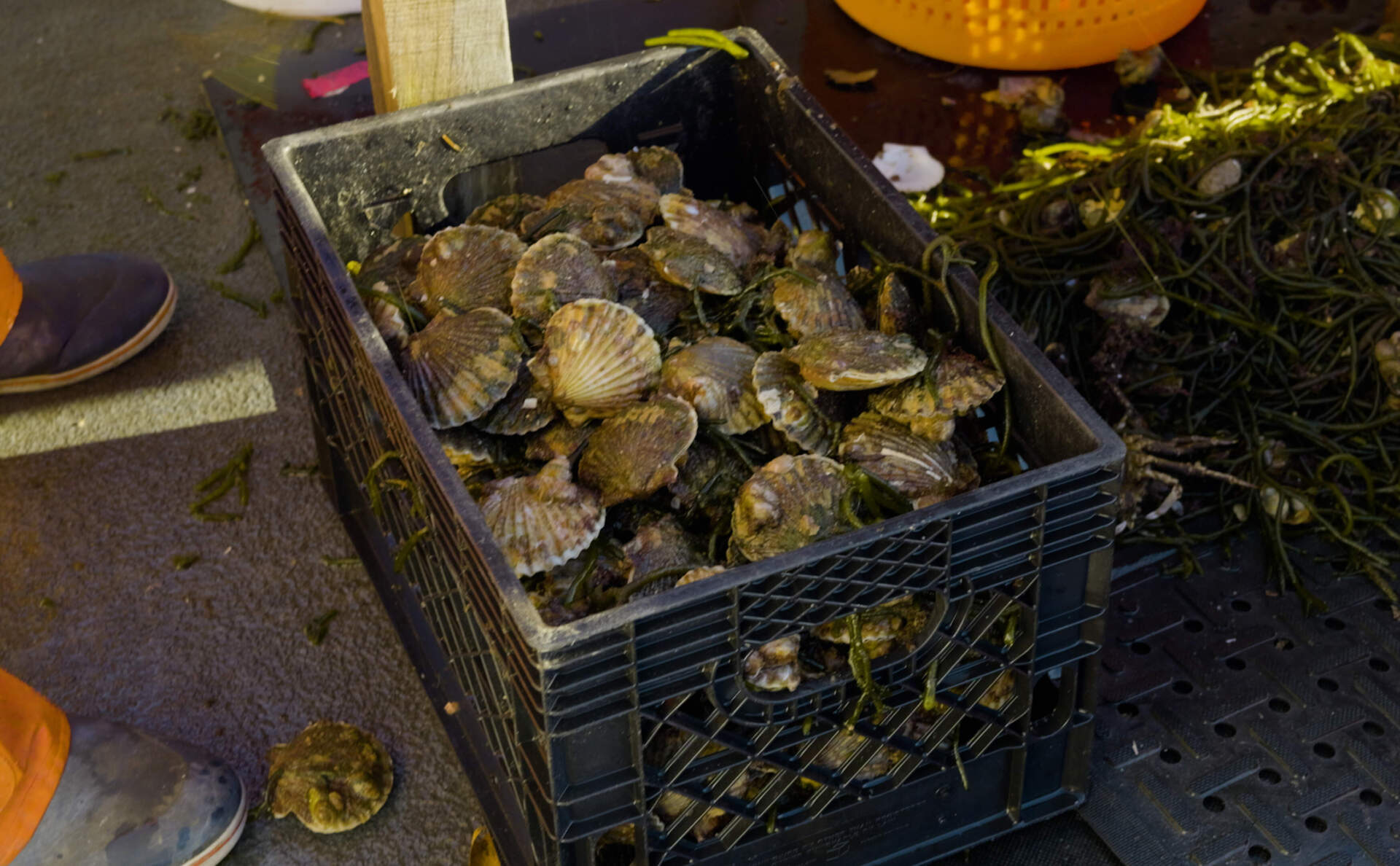 A plastic crate of freshly caught scallops sits on the deck of Amaru's boat. (Duy Linh Tu for WBUR)