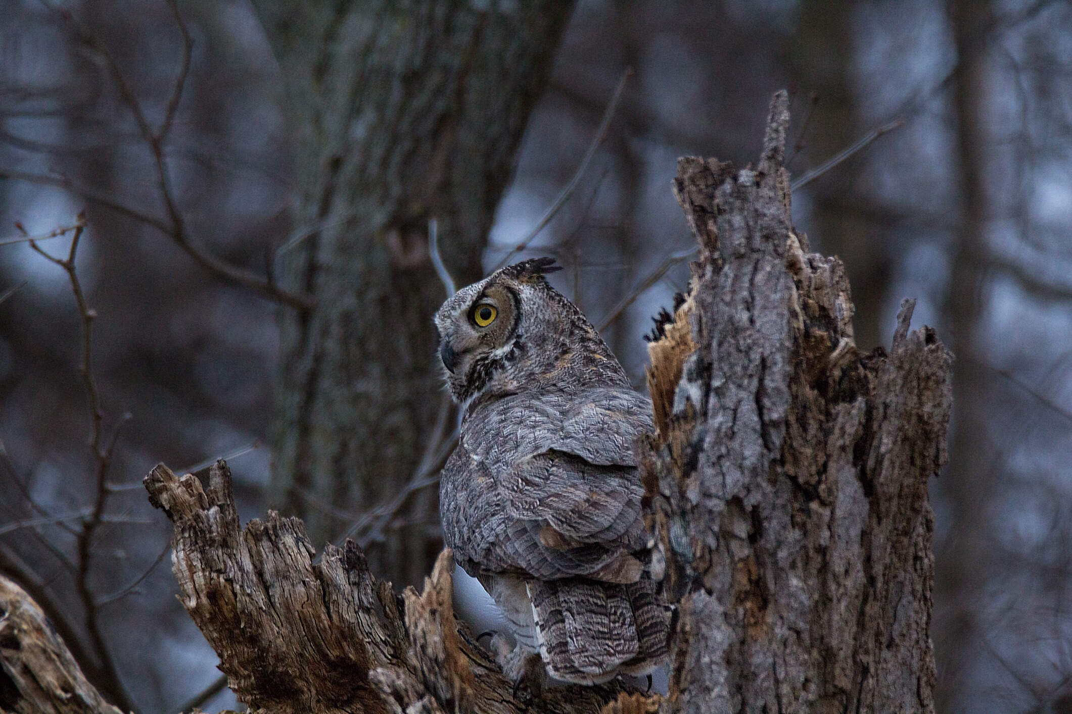 A Great Horned Owl perched on a snag. (Getty Images)