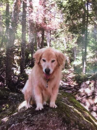 Moriah, the author's dog. (Courtesy Elissa Ely)