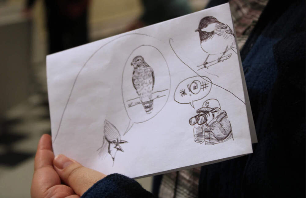 This year, birders heard what sounded like a red-shouldered hawk, a species rarely seen in Vermont. It turned out to be a blue jay imitating the hawk. Megan Massa drew a comic of the encounter. (Lexi Krupp/Vermont Public)