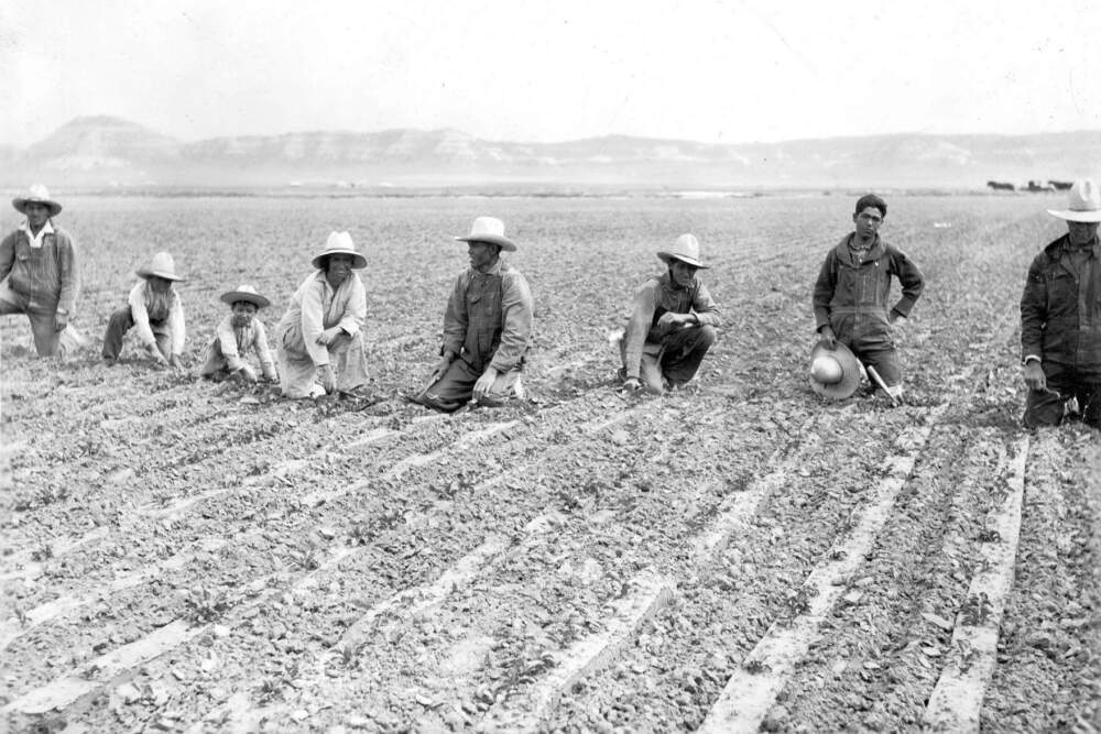This photograph, taken around 1925, inspired Carlos Hernandez Chavez to create the mural, "Sugar Beet Workers", that is hanging in the main atrium of Hartford City Hall. It shows Chavez's father, his father's three siblings, his grandfather, his great grandfather, and his mother's older sister working on the sugar beet fields in Nebraska. (Provided By Carlos Hernandez Chavez)