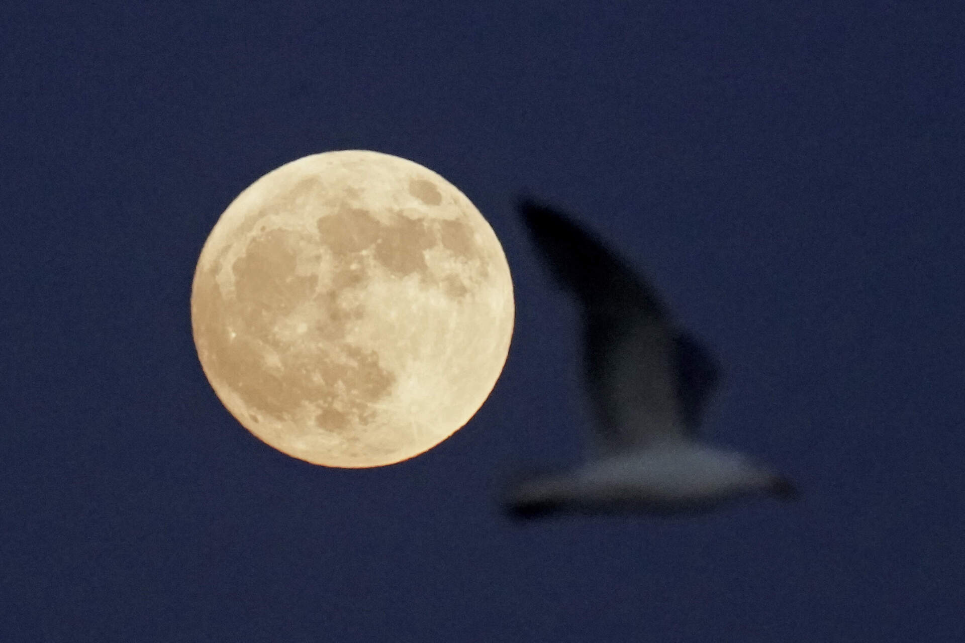 A seagull passes in front of the rising moon on June 13, 2022, in East Boston, Mass. (Charlie Riedel/AP)