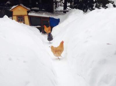 Lessons from the winter that would not end