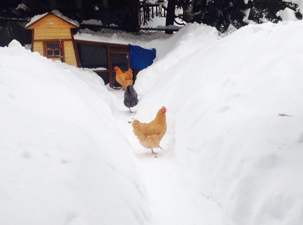 Lessons from the winter that would not end