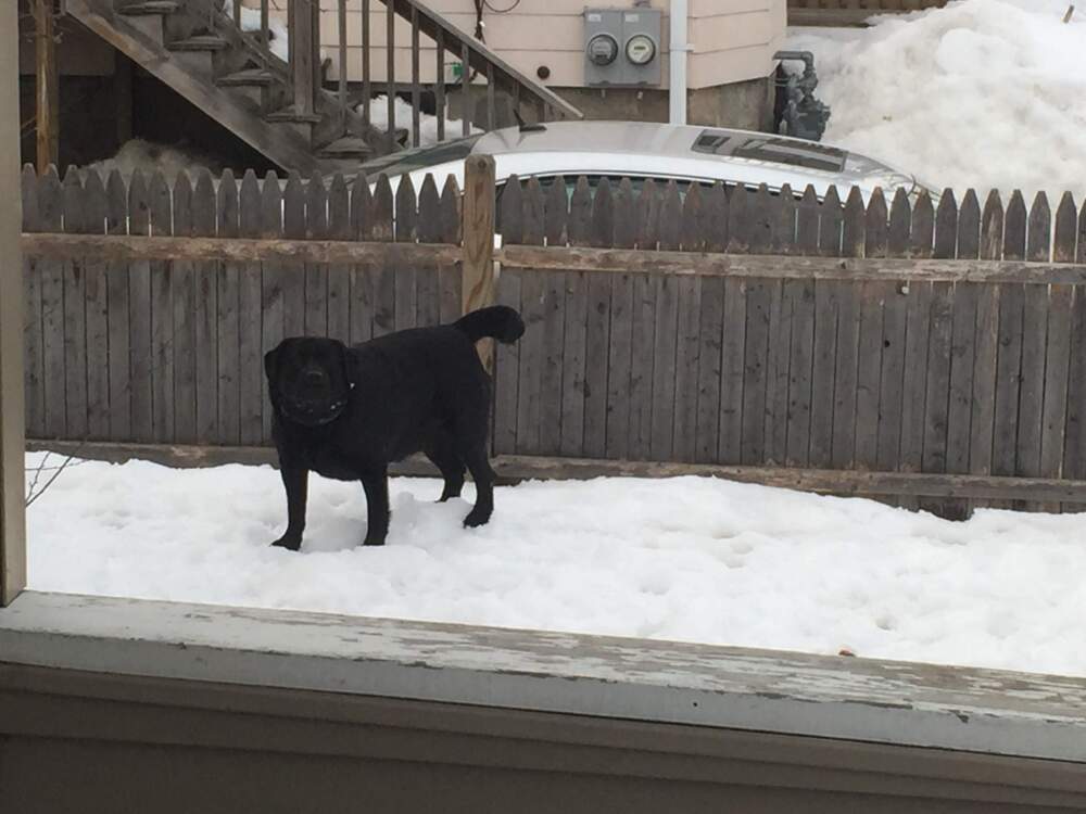 A six-foot fence appears much shorter, thanks to the snowstorms of 2015. (Courtesy Will Cormier)