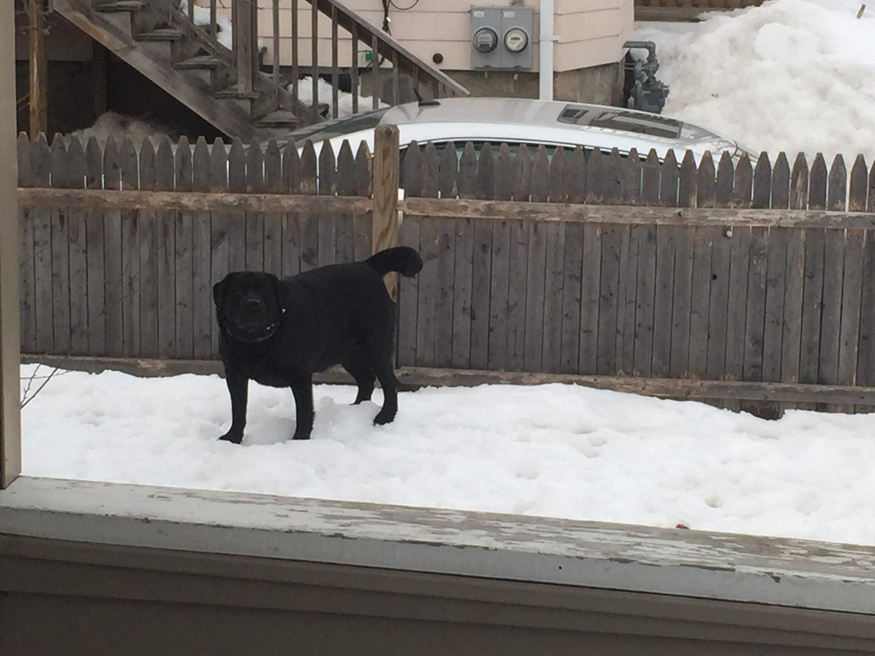 A six-foot fence appears much shorter, thanks to the snowstorms of 2015. (Courtesy Will Cormier)