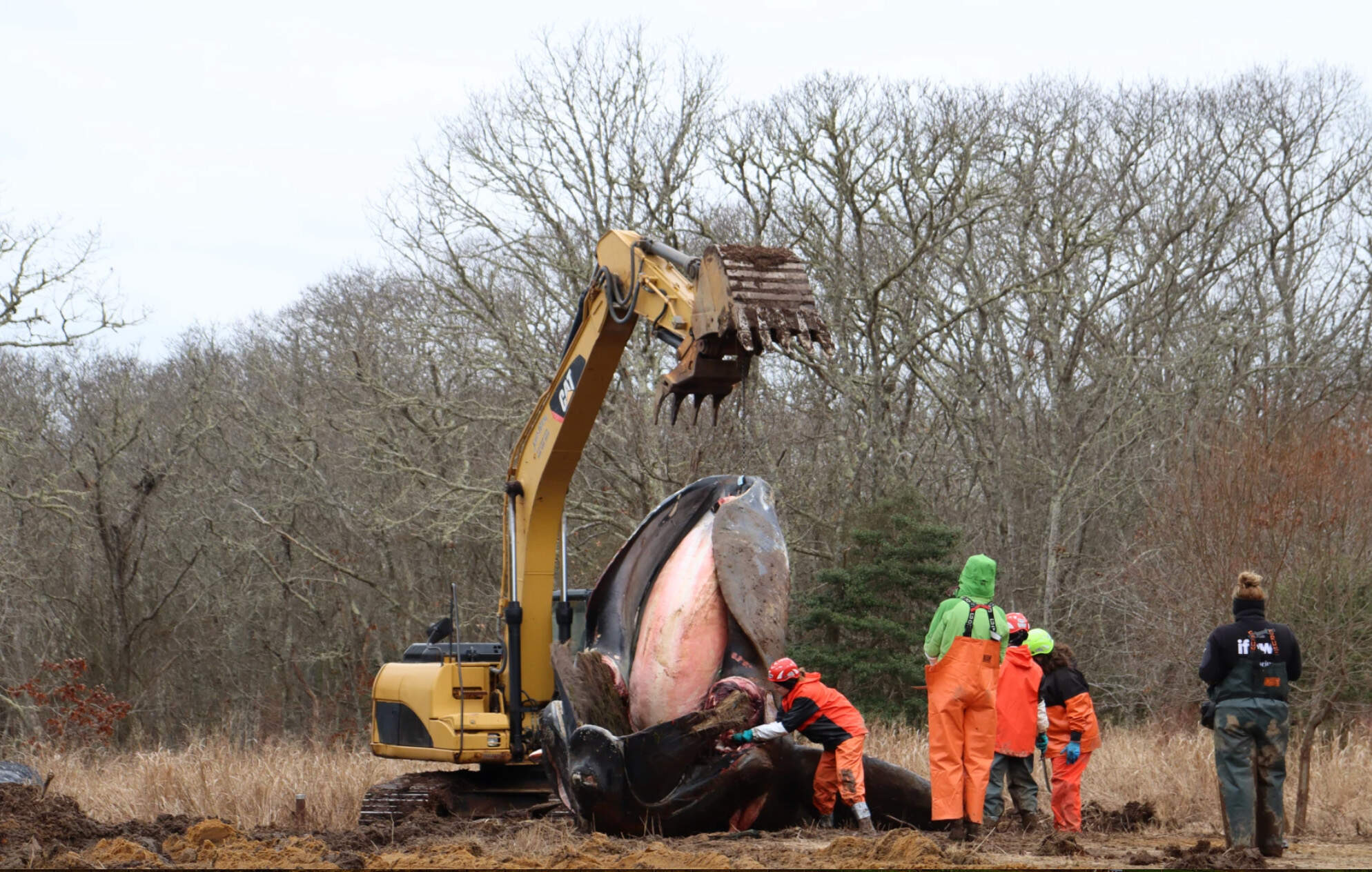 A team of biologists, pathologists, and veterinarians begin to remove the lower jaw from the body of right whale 5120 after it washed ashore dead on Martha's Vineyard in January, 2024. They dissected the critically endangered whale's carcass to establish a cause of death. (Eve Zuckoff/CAI)
