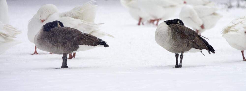 Two geese hide their heads from a snowstorm in Boston. (Robin Lubbock/WBUR)