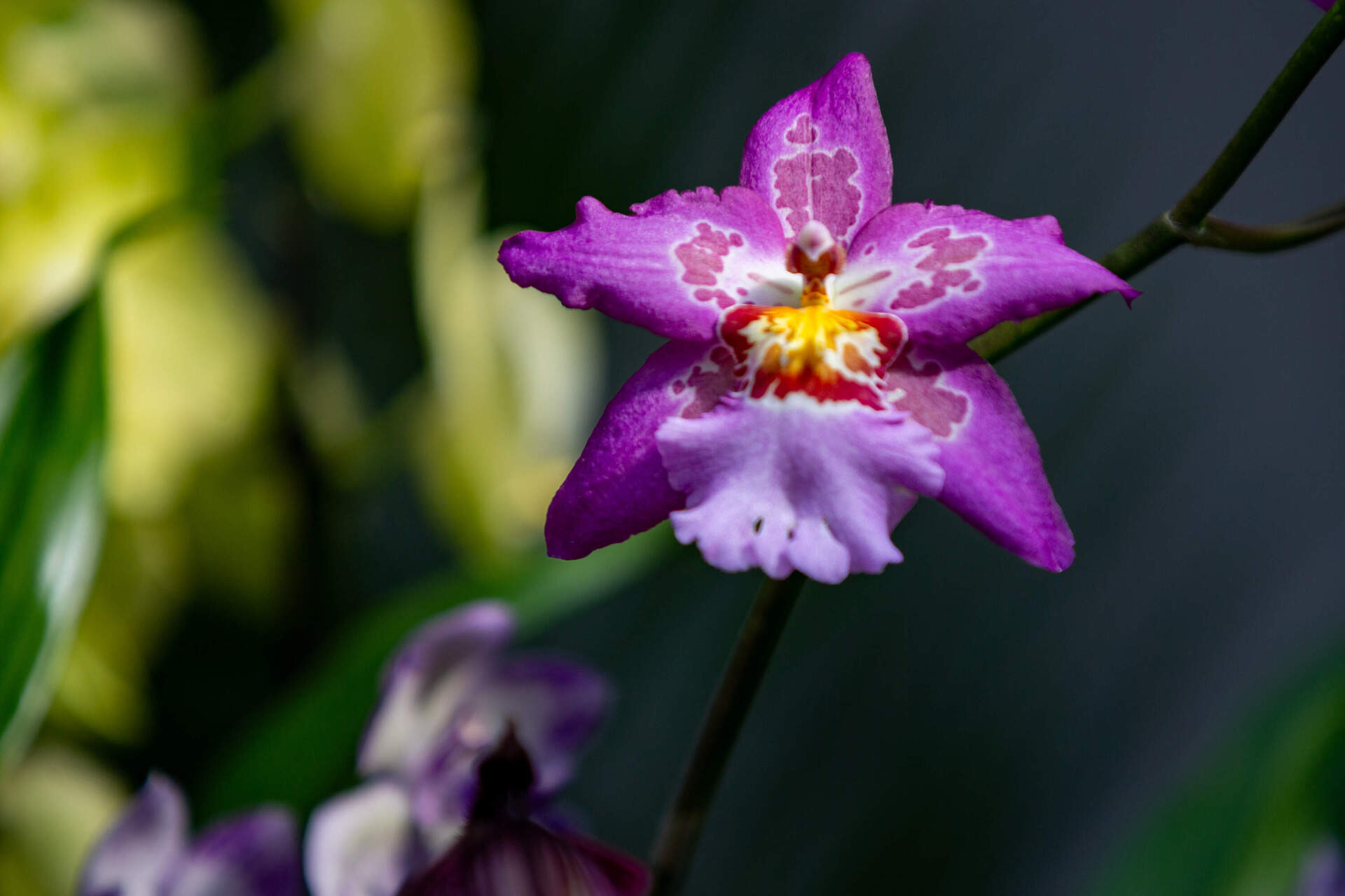 One of the many varieties of orchids on display at the &quot;Pixels and Petals&quot; exhibition at the New England Botanical Garden in Boylston. (Jesse Costa/WBUR)