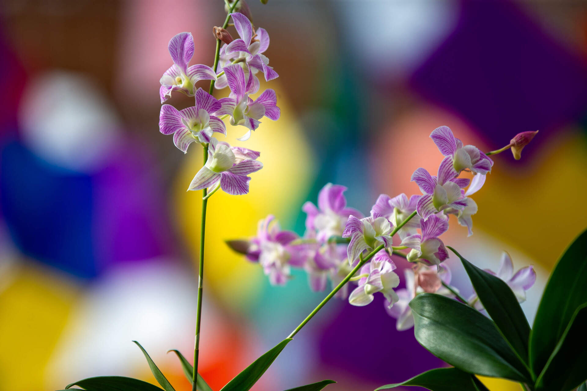 A species of orchids with tiny petals at the &quot;Pixels + Petals&quot; display. (Jesse Costa/WBUR)