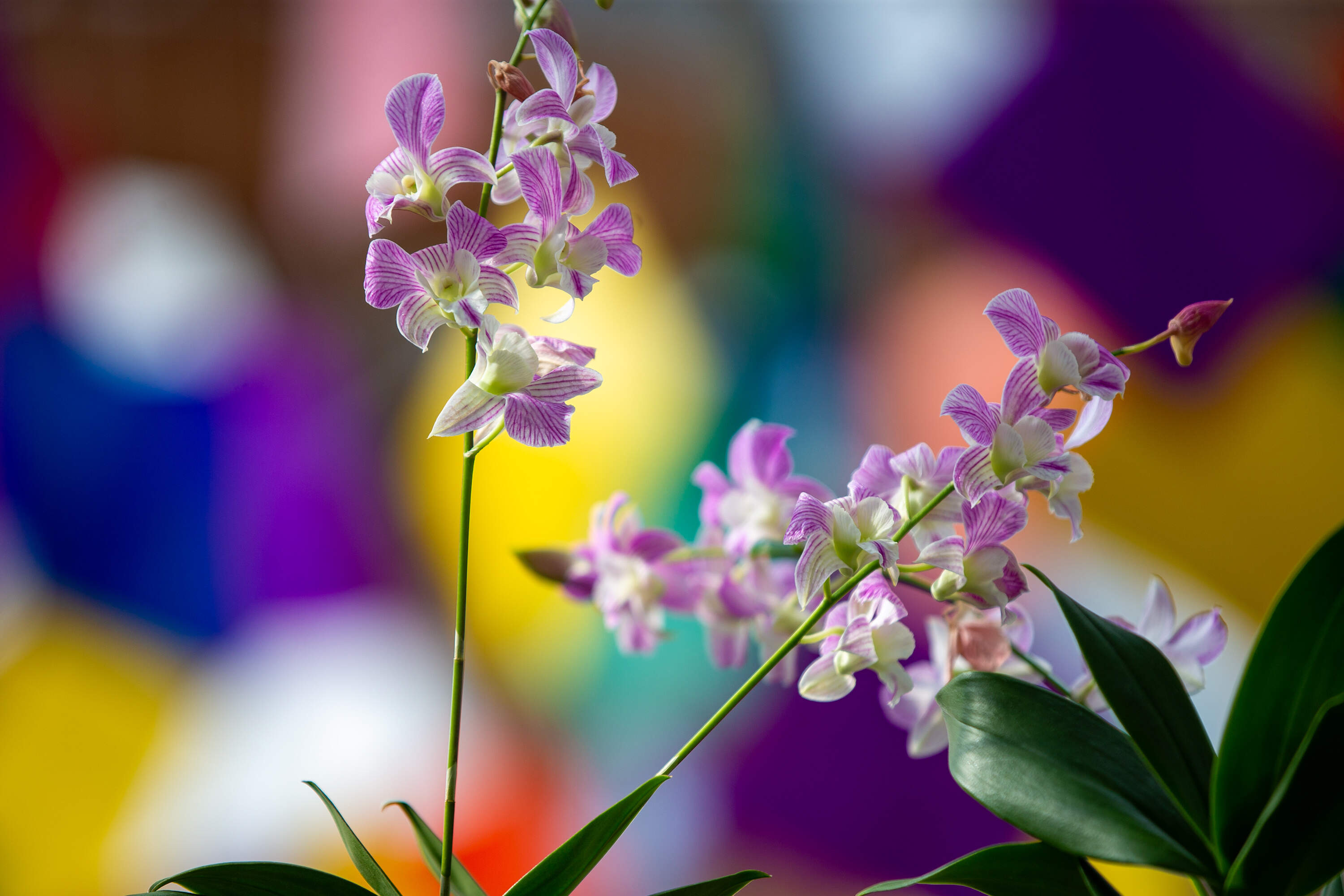 A species of orchids with tiny petals at the "Pixels + Petals" display. (Jesse Costa/WBUR)