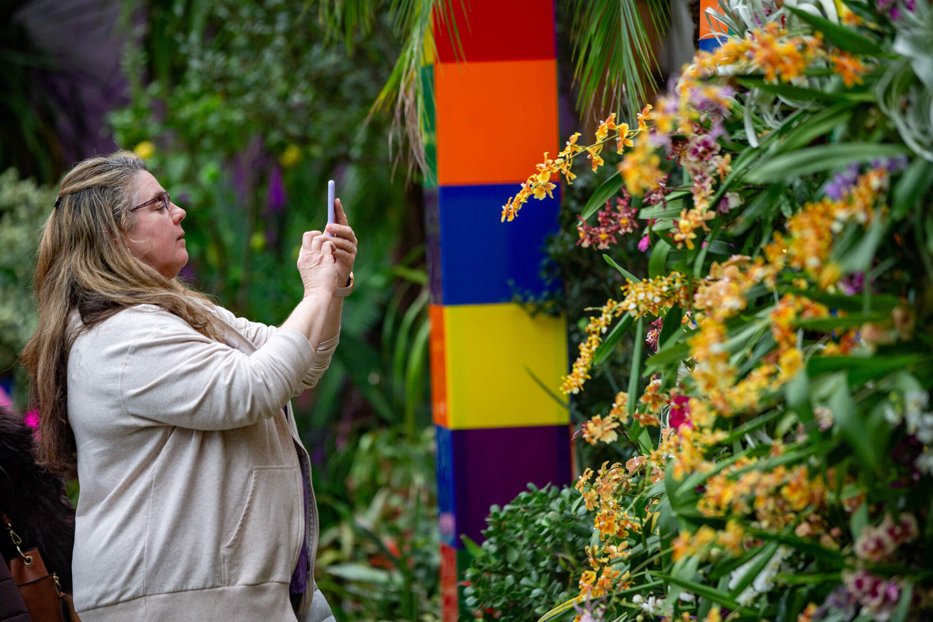 Cheryl Remlin, of southern New Hampshire, photographs a wall of orchids on display at the New England Botanical Garden. (Jesse Costa/WBUR)