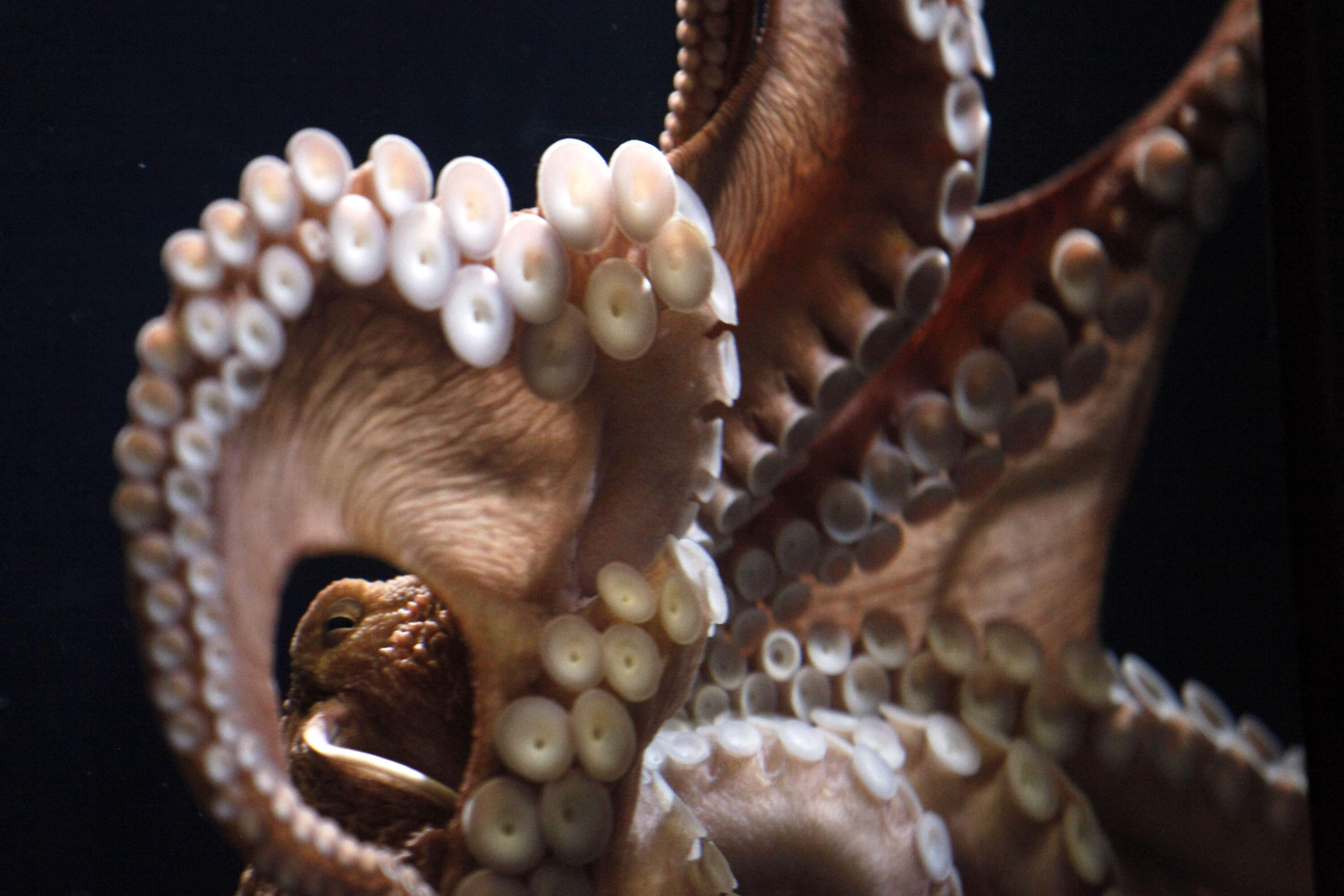  Should we farm octopuses for food? 
