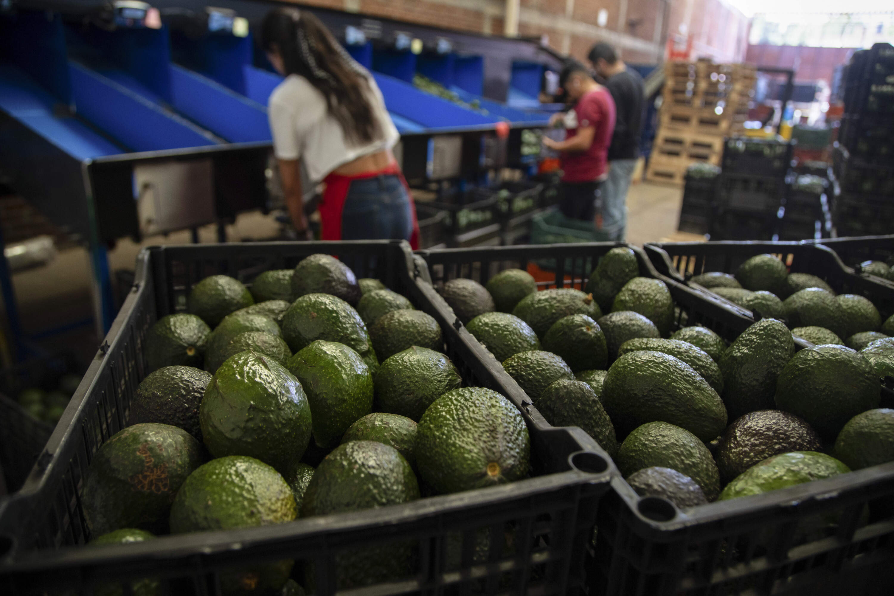 Avocados are stored in crates at a packing plant in Mexico. (Armando Solis/AP)