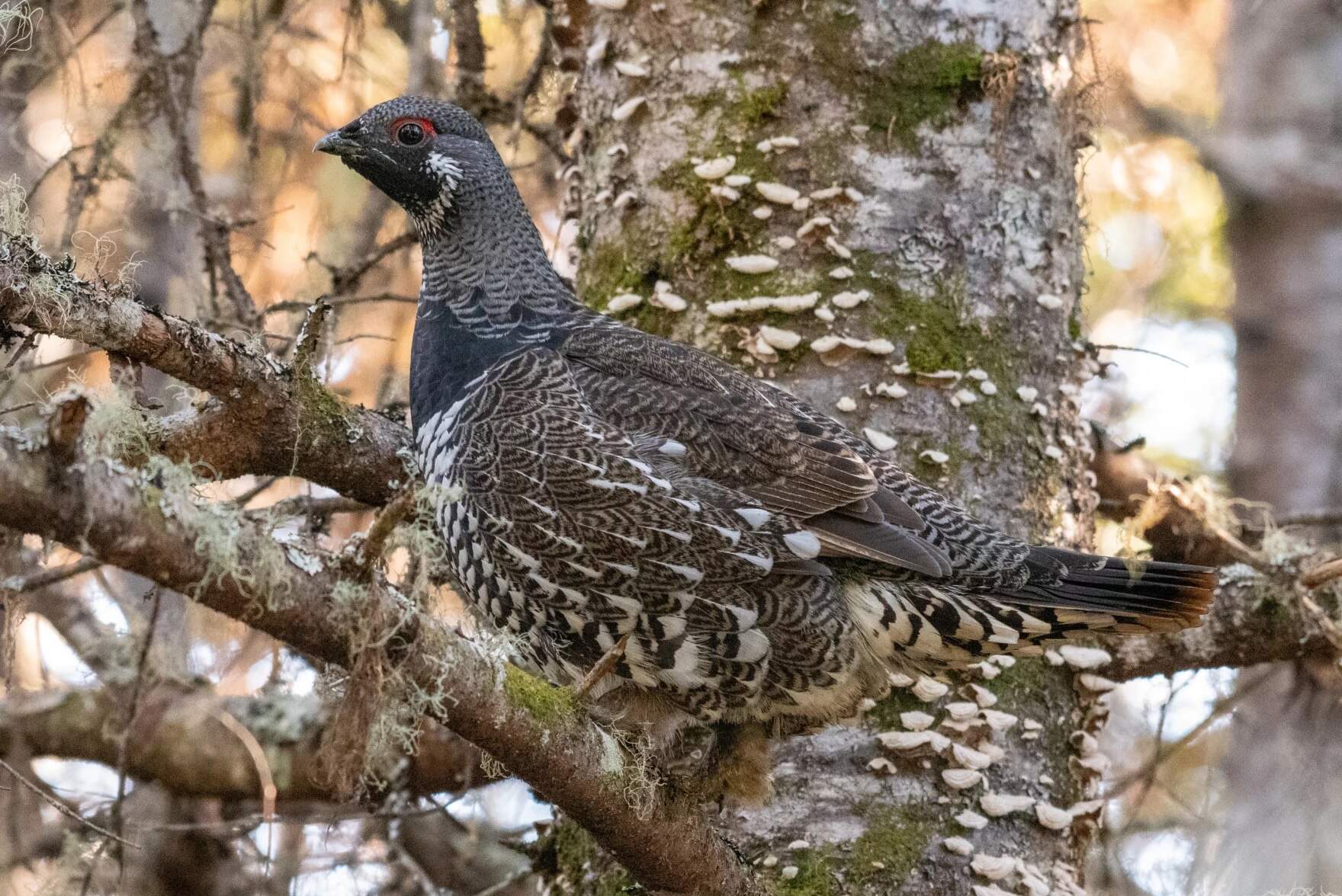 A male spruce grouse at Umbagog National Wildlife Refuge in Errol, N.H. (Dan Gardoqui/courtesy NH Audubon)