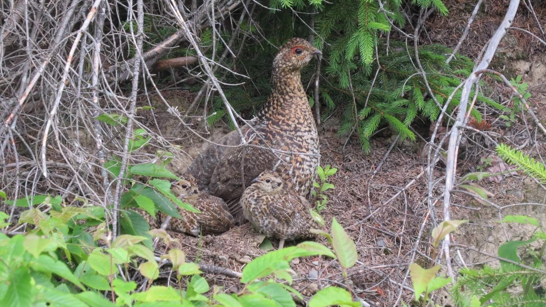 A spruce grouse hen and chicks huddle under branches. (Rebecca Suomala/courtesy NH Audubon)