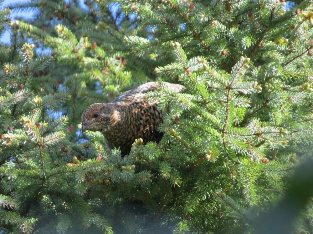 A spruce grouse hen peeks out of tree foliage. (Pam Hunt/courtesy NH Audubon)