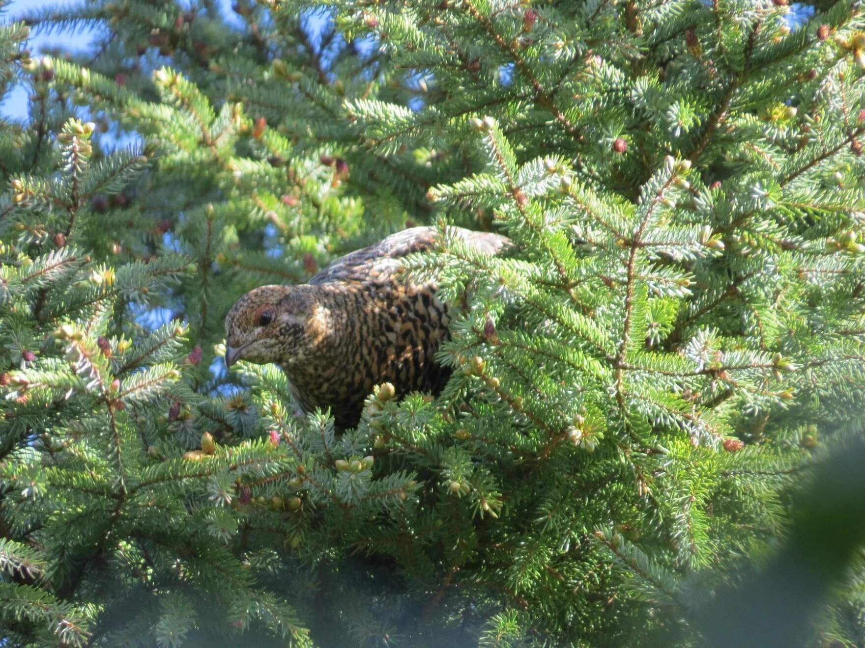 A spruce grouse hen peeks out of tree foliage. (Pam Hunt/courtesy NH Audubon)