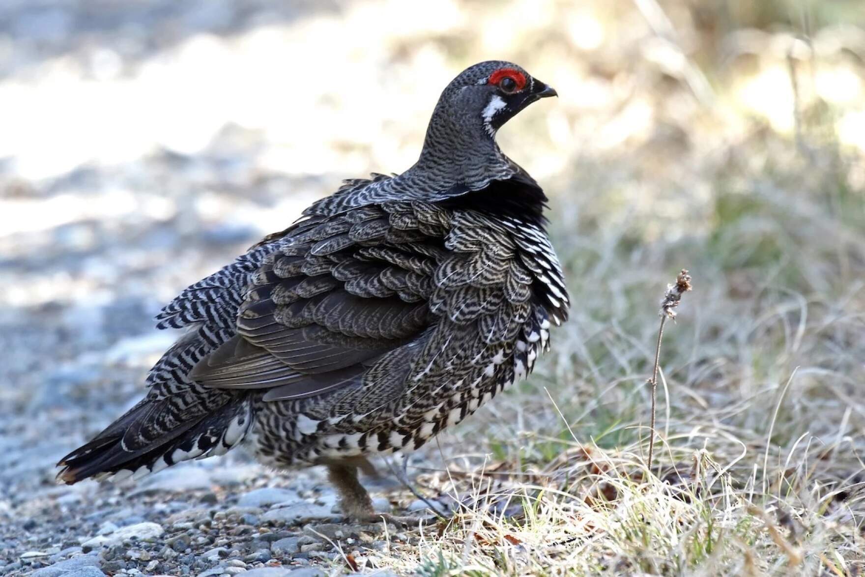 A male spruce grouse in Errol, N.H., in May 2022. (Lori Charron/courtesy NH Audubon)