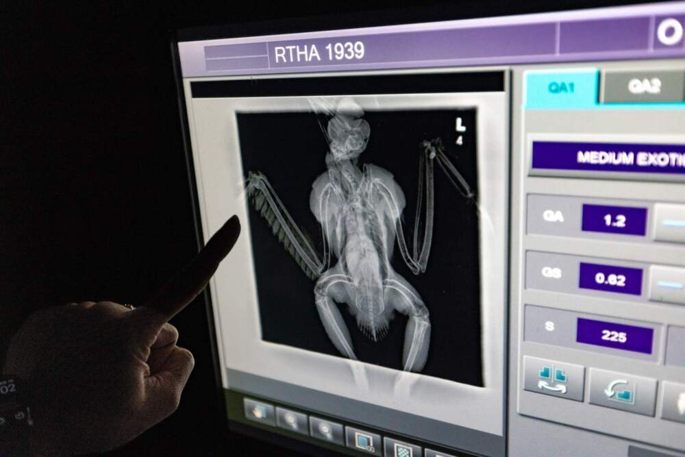 An early X-ray of the red-tailed hawk shows no major trauma, which led the team at the New England Wildlife Center in Weymouth to suspect it had ingested rat poison. (Jesse Costa/WBUR)