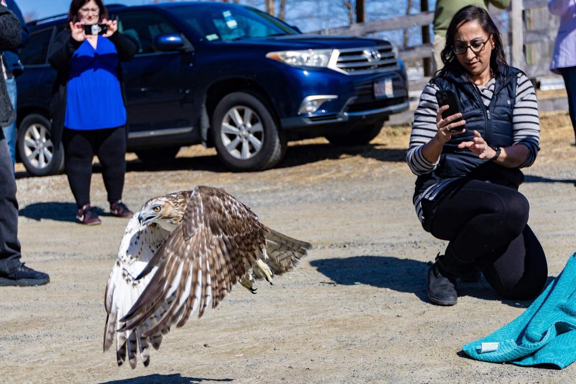 A red-tailed hawk flies free after spending almost four months recovering from rodenticide poisoning at the New England Wildlife Center in Weymouth. (Jesse Costa/WBUR)
