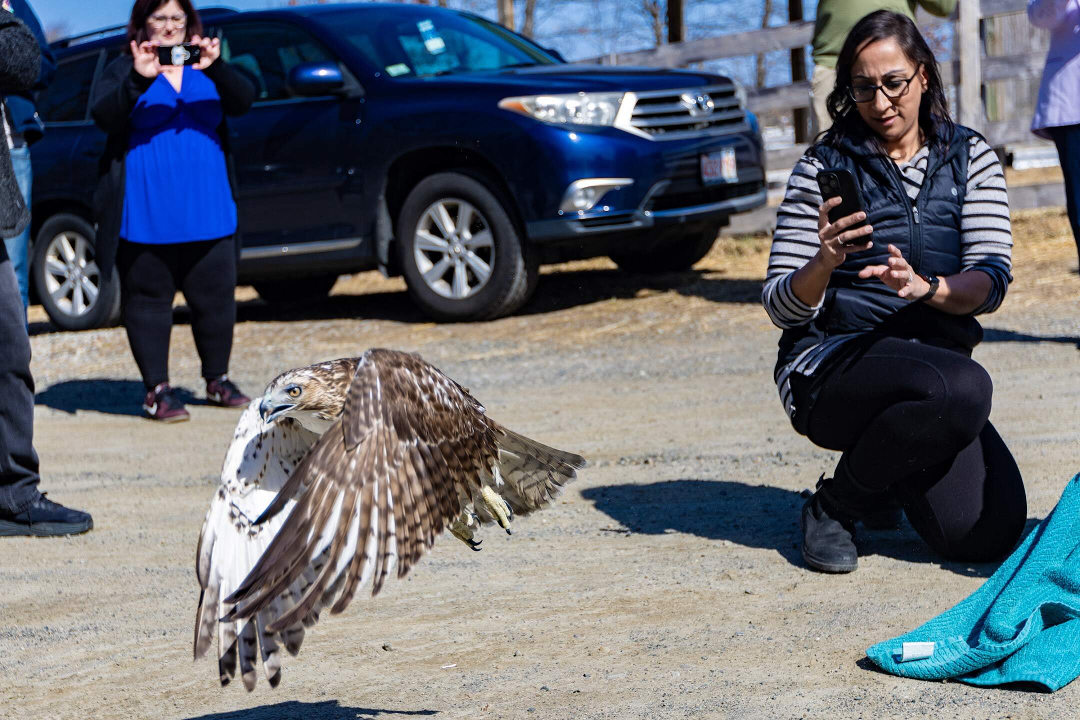A red-tailed hawk flies free after spending almost four months recovering from rodenticide poisoning at the New England Wildlife Center in Weymouth. (Jesse Costa/WBUR)