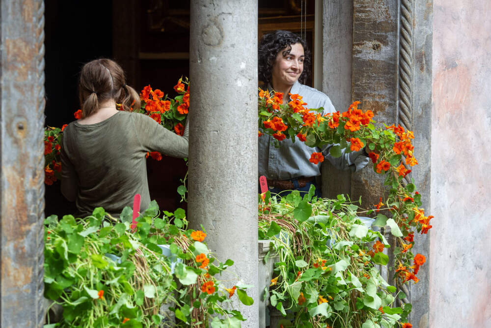 Isabella Stewart Gardner Museum Horticulture Director Erika Rumbley passes a vine of nasturtiums through a window out into the museum's courtyard. (Robin Lubbock/WBUR)