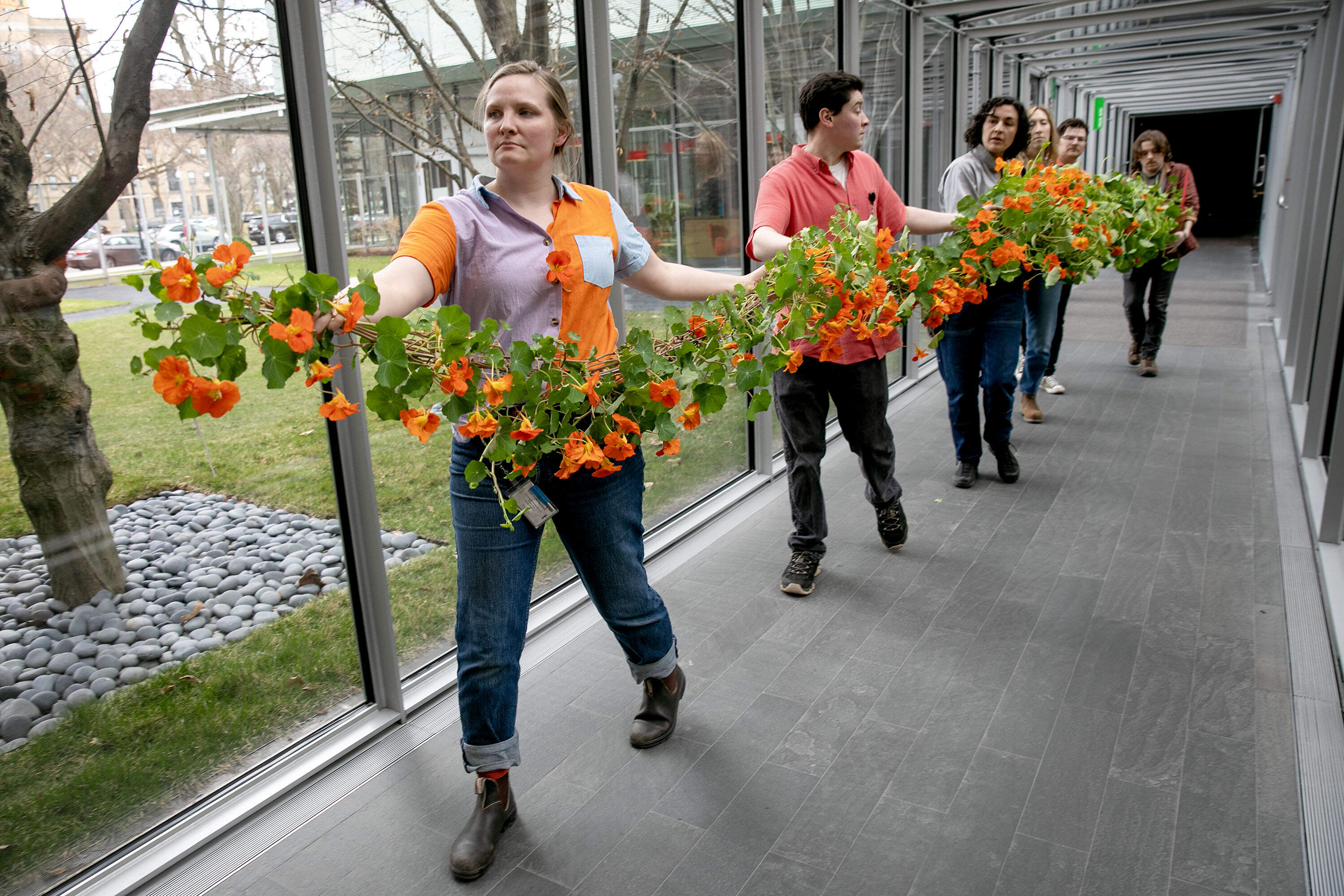 Isabella Stewart Gardner Museum horticulturalists and volunteers carry a vine of nasturtiums to the museum's Courtyard. (Robin Lubbock/WBUR)