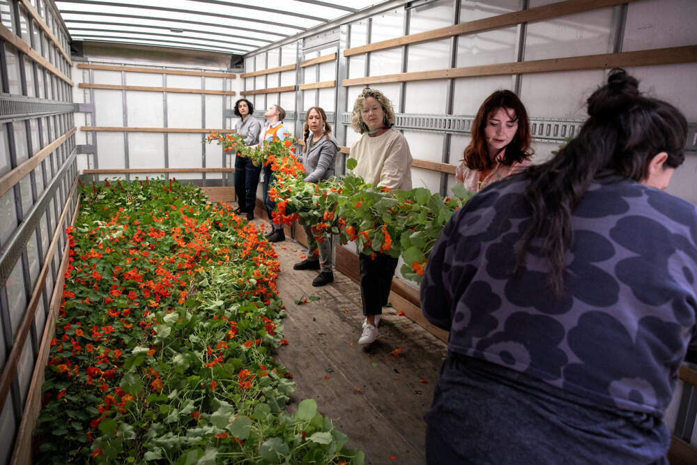 Isabella Stewart Gardner Museum horticulturalists and volunteers pick a vine of nasturtiums to bring into the museum's Courtyard. (Robin Lubbock/WBUR)