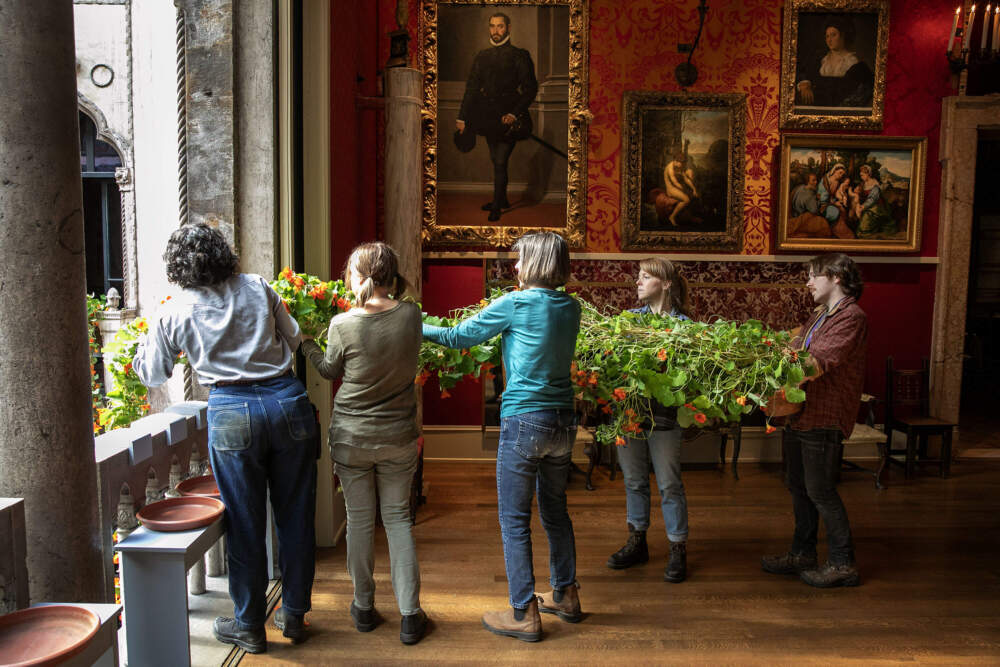 Isabella Stewart Gardner Museum horticulturalists and volunteers pick a vine of nasturtiums to bring into the museum's Courtyard. (Robin Lubbock/WBUR)