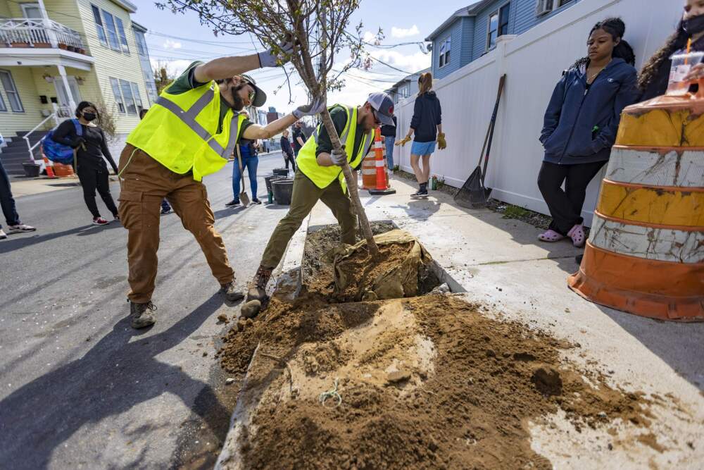 People plant trees as a part of the DCR's Urban and Community Forestry Program in 2022. (Jesse Costa/WBUR)