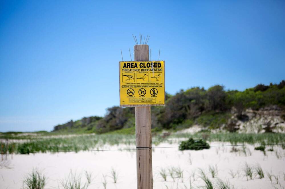 A sign on Nauset Beach informs visitors of the presence of nesting plovers. (Jesse Costa/WBUR)