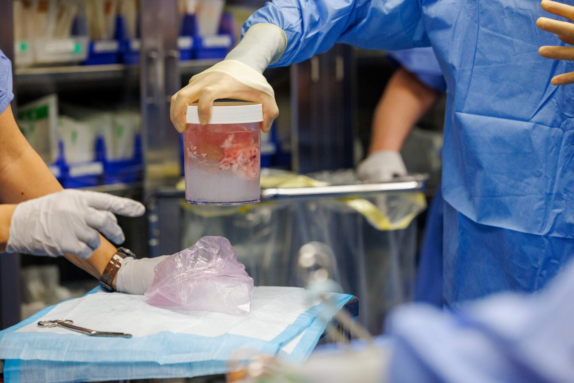 The pig kidney in the operating room at Mass General on Jan. 25. (Courtesy of Kate Flock/Massachusetts General Hospital)
