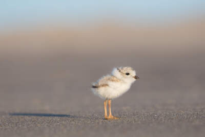 A piping plover chick. (Anastasia Grigorenko/Mass Audubon)