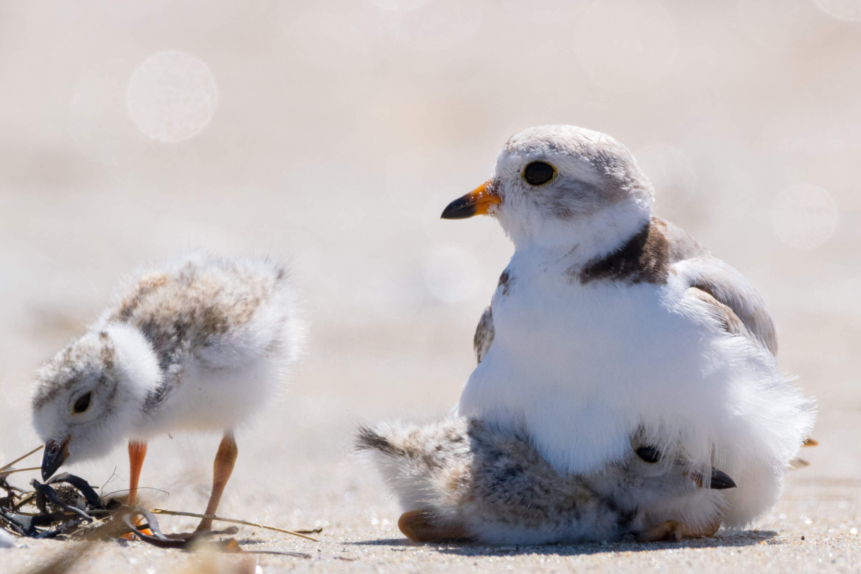 A piping plover with two chicks. (Jason Goldstein/Mass Audubon)