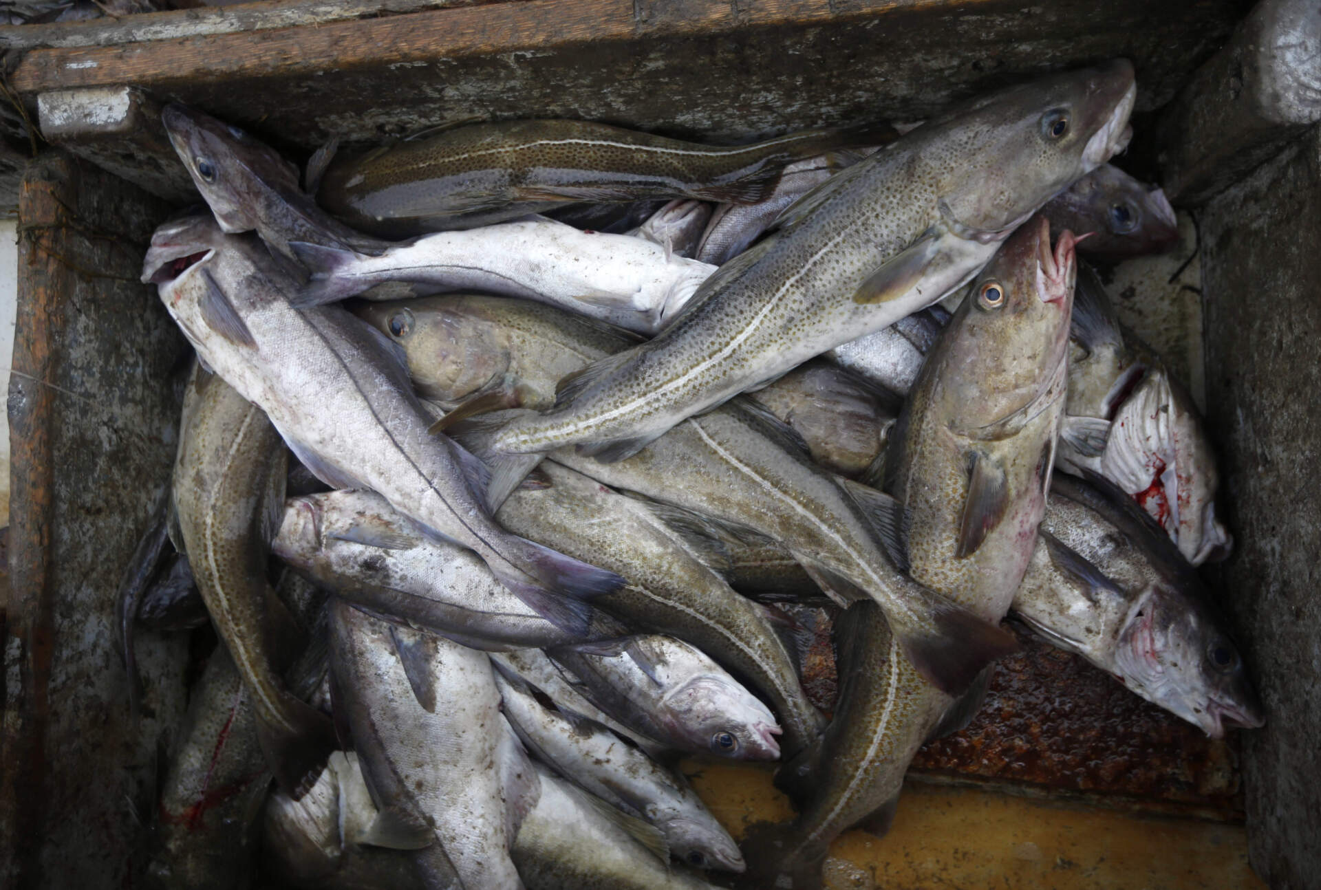 Cod, the larger fish at right, and silvery haddock, are sorted aboard a fishing boat off the coast of New Hampshire. (Robert F. Bukaty/AP)